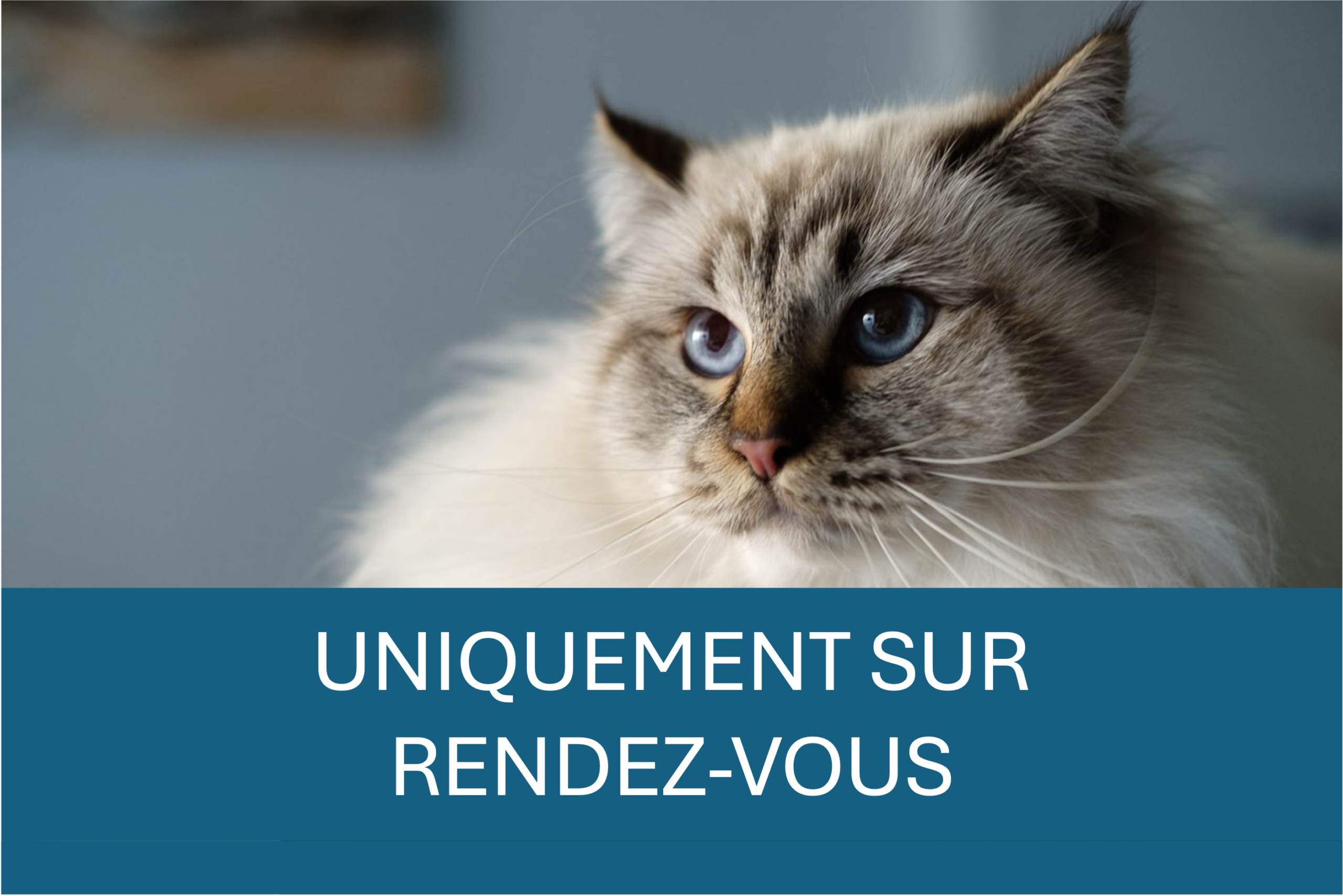 Clinique Vétérinaire Foch