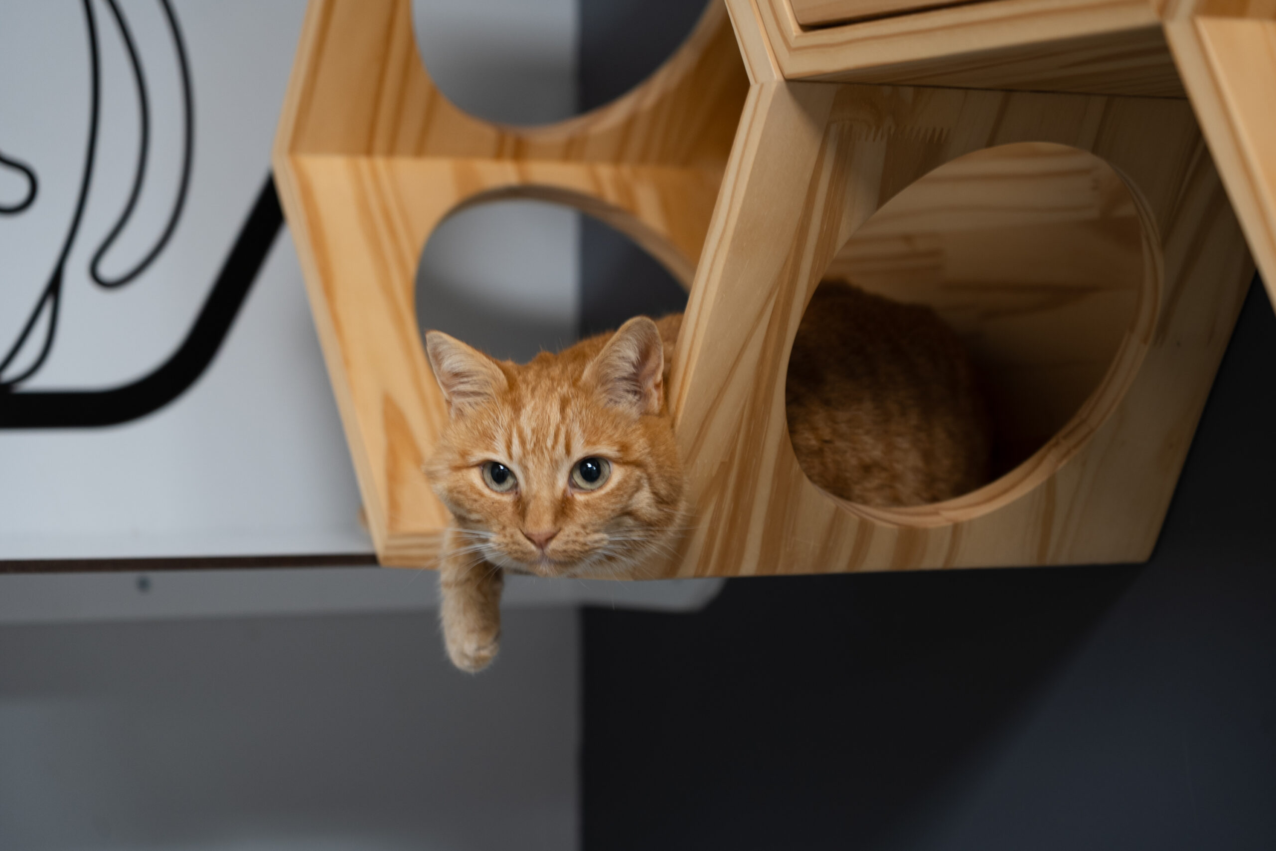 Clinique Veterinaire La Ciotat