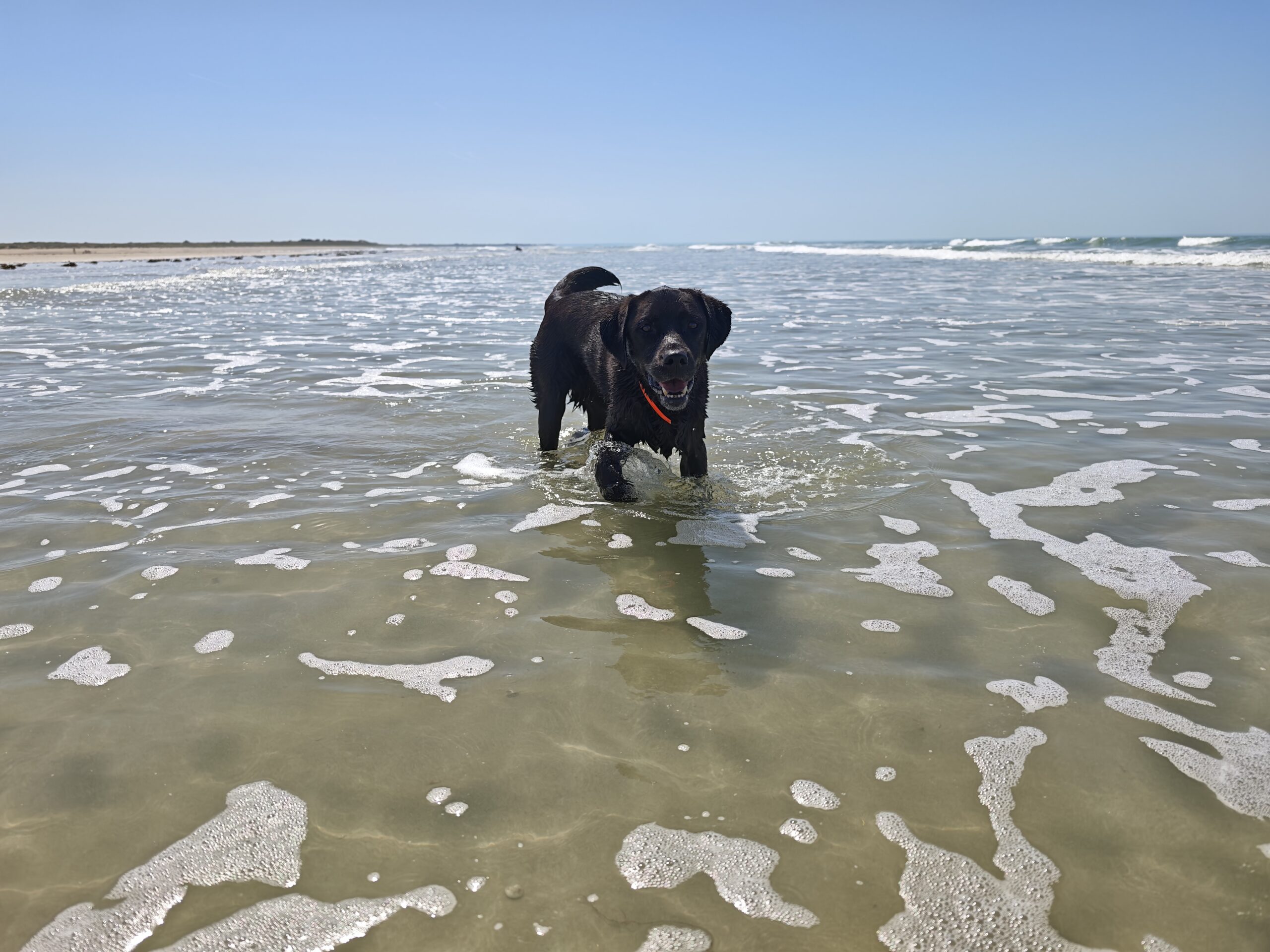 Clinique Veterinaire de Sainte Croix la