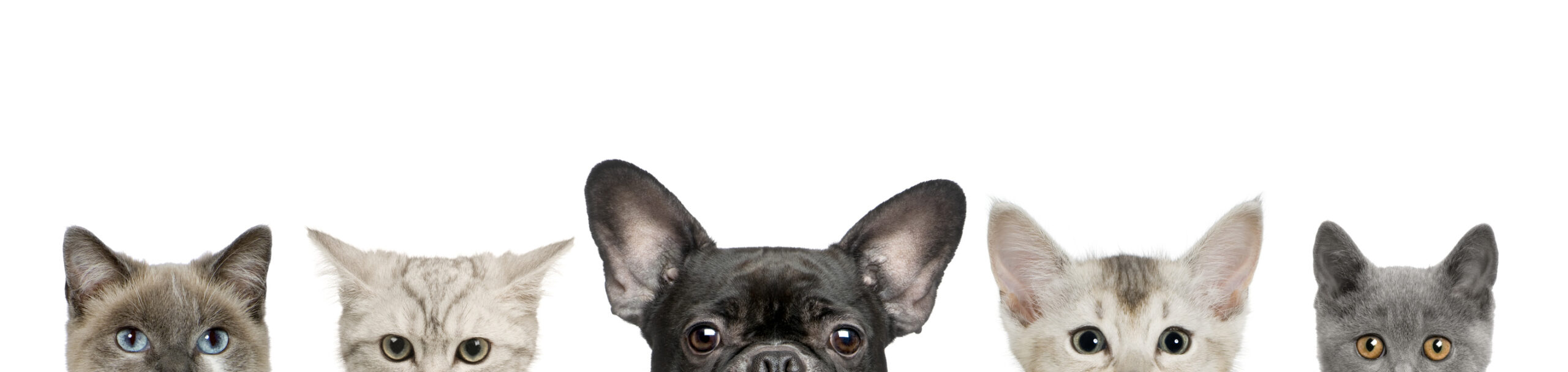 Cabinet Veterinaire Des Epars