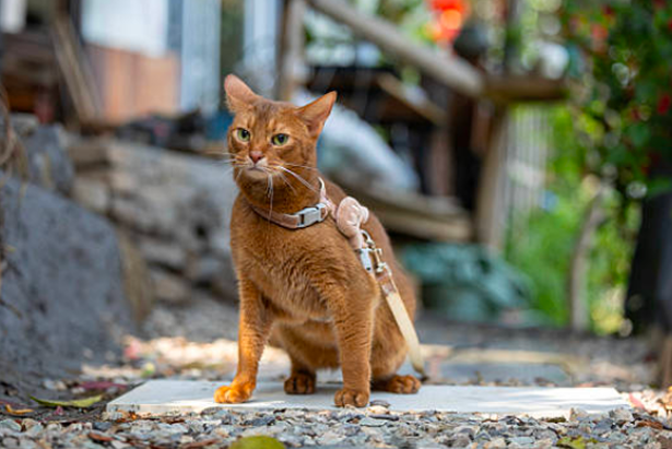 Chat Abyssin adulte robe Lièvre — vue de face